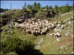 Sheep (Ovis aries)