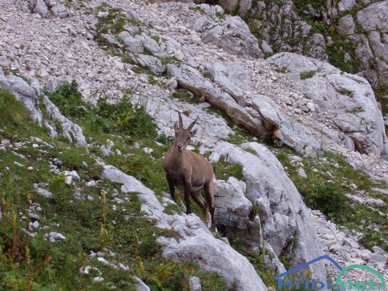Kozorog (Capra ibex) - Slika 