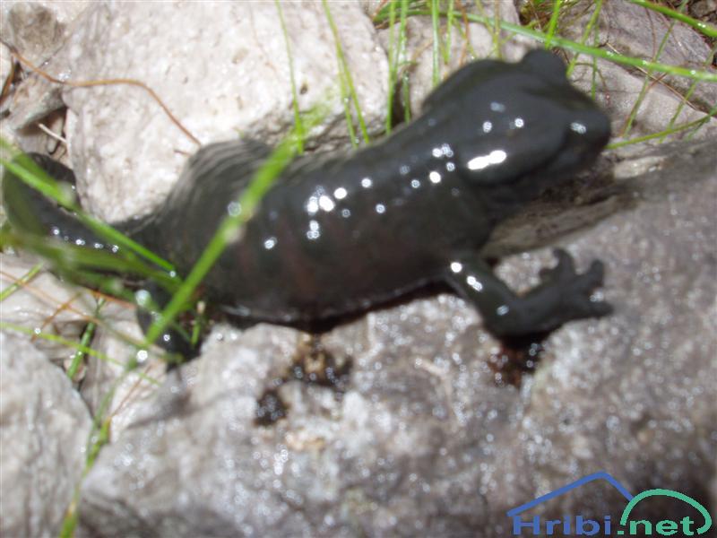 Planinski močerad (Salamandra atra) - Picture 