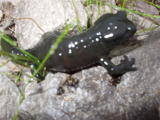 Alpine Salamander (Salamandra atra)