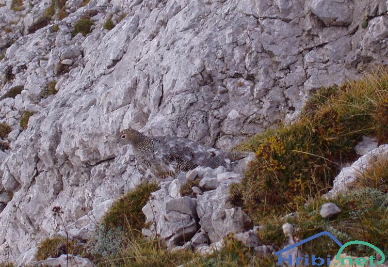 Belka (Lagopus mutus) - Picture Belka ob poti na Brano.