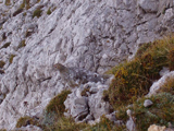 Rock ptarmigan (Lagopus mutus)