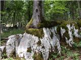 Brunk - Polšakova koča na Zagori