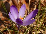 Dorfarje - Archangel Gabriel (Planica)