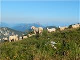 Johannsenruhe - Ovčji vrh (Kozjak) / Geissberg (Kosiak)