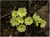 Common Primrose (Primula vulgaris)