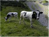 Planina Ravne - Kapelica na Molički planini