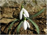 Mali zvonček (Galanthus nivalis)
