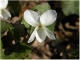 White Violet (Viola alba)