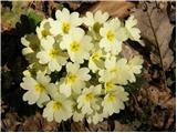 Common Primrose (Primula vulgaris)