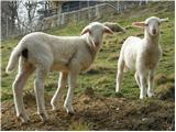 Sheep (Ovis aries)