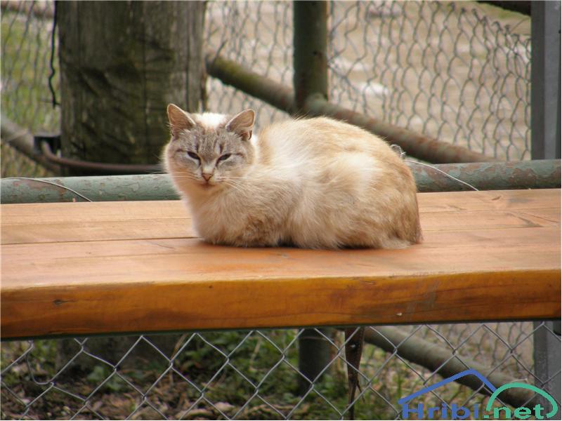 Domača mačka (Felis silvestris catus) - Picture 