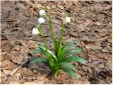 Veliki zvonček (Leucojum vernum)