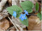 Spomladanska torilnica (Omphalodes verna)