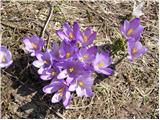 Spring Crocus (Crocus vernus)