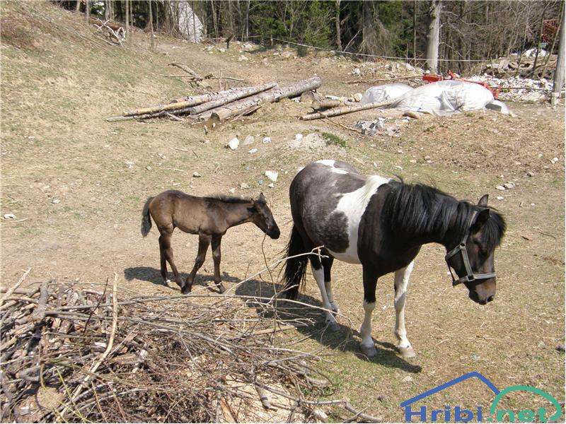 Konj (Equus caballus) - Picture 