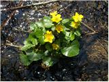 Navadna kalužnica (Caltha palustris)