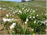 Planina pod Golico - Klek