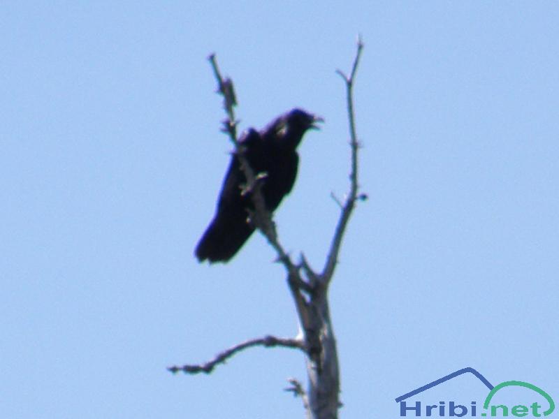 Krokar (Corvus corax) - Picture 