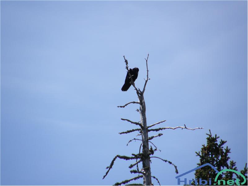 Krokar (Corvus corax) - Picture 