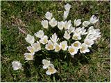 Beli žafran ali nunka (Crocus vernus subsp. albiflorus)