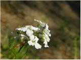 Trefoil Cress (Cardamine trifolia)