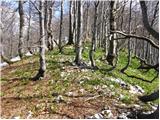 Vrbovska Poljana - Planinarsko sklonište na Bjelolasici bivouac