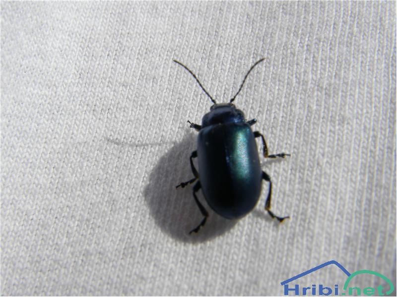 Hrošči (Coleoptera) - Picture 