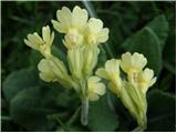 Visoki jeglič (Primula elatior)