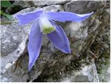 Planinski srobot (Clematis alpina)