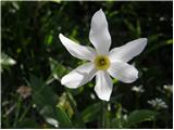 Poet's Narcissus (Narcissus poeticus radiiflorus)