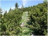 Planina Dol - Koritni vrh (Velika planina)