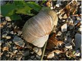 Snail (Helix pomotia)