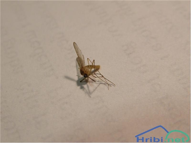 Navadni hišni komar (Culex pipiens Linnaeus) - Picture 