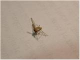 House mosquito (Culex pipiens Linnaeus)