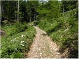 Krnica - Planina Klek