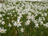 Poet's Narcissus (Narcissus poeticus radiiflorus)