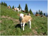 Bohinjsko sedlo - Dravh