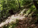 Remšendol - Rifugio Cinque Punte