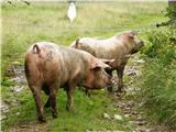 Pujs (Sus scrofa domestica)