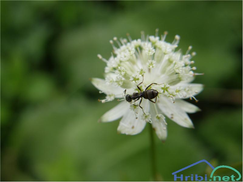 Mravlje (Formicidae) - Picture 