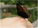 Butterfly (Lepidoptera)