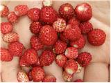 Woodland Strawberry (Fragaria vesca)