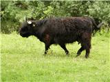 Škotsko govedo (Hairy Coo)