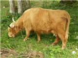 Highland Cattle (Hairy Coo)