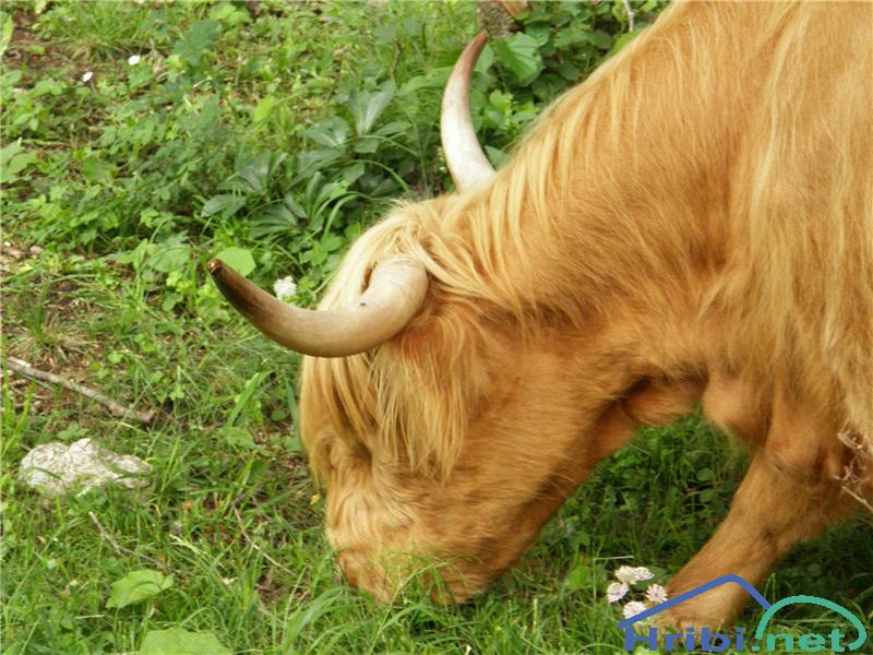 Škotsko govedo (Hairy Coo) - Slika 