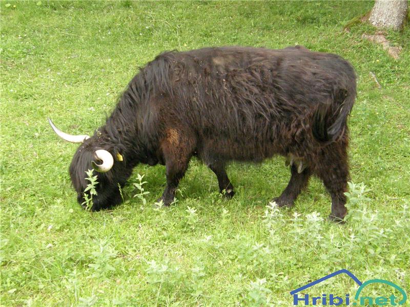 Škotsko govedo (Hairy Coo) - Picture 
