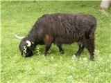 Škotsko govedo (Hairy Coo)