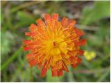 Orange hawkweed (Hieracium aurantiacum)