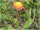 Orange hawkweed (Hieracium aurantiacum)